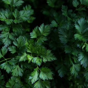dark green herb leaves in dim light; https://cdn.shopify.com/s/files/1/0457/0333/1991/files/Herb_Garden.mp4?v=1648490924