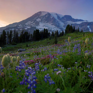 mountain meadow with purple and blue flowers at sunset; https://cdn.shopify.com/s/files/1/0457/0333/1991/files/Blackberry_Sage.mp4?v=1646343546