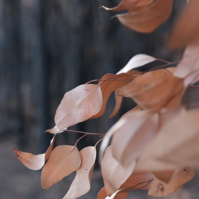 golden brown dry leaves on dark background