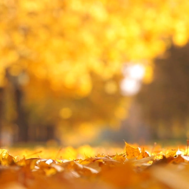 yellow autumn leaves in bright sun