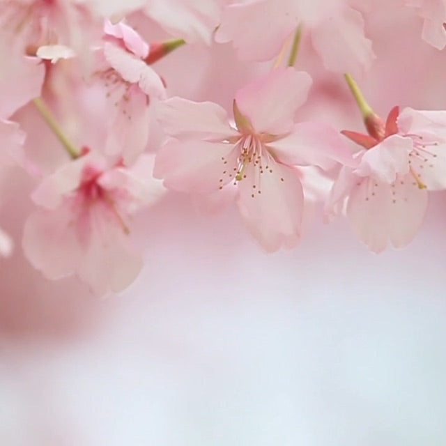pink cherry blossoms in sunlight