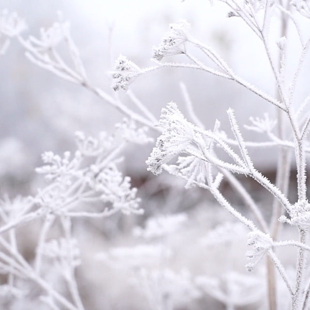 frost covered leaves