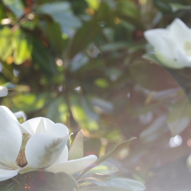 white magnolia flower on black background