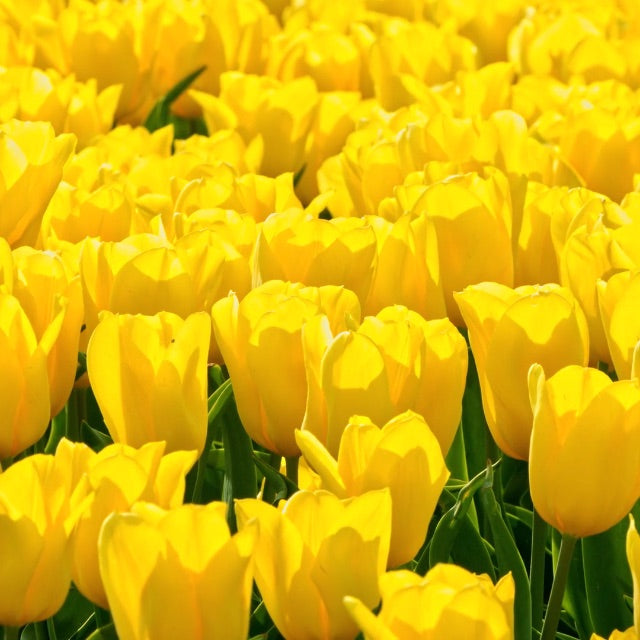close up of yellow tulips in bright sunlight