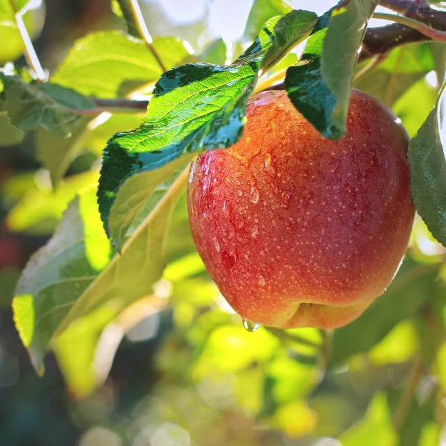 wet apple in tree with bright sunlight