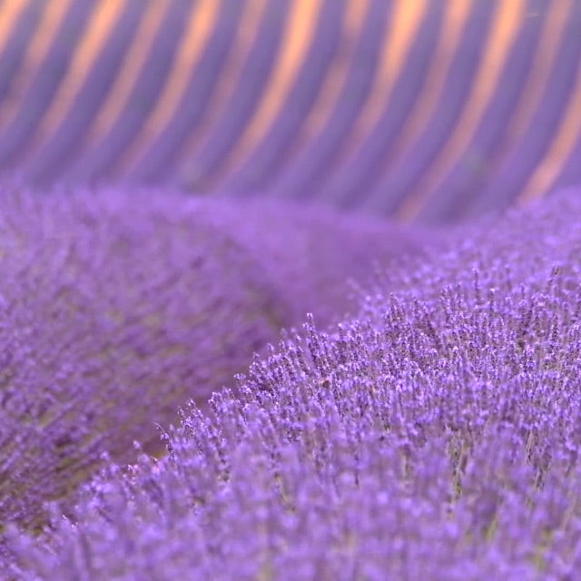 purple lavender field in full bloom