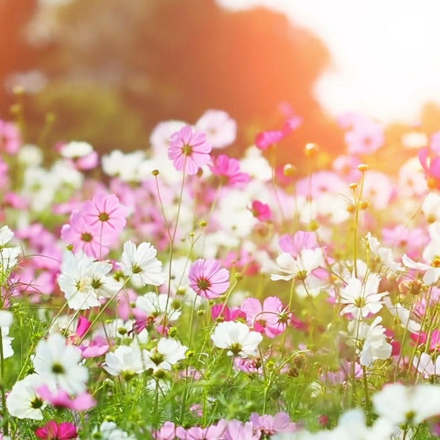 pink wildflowers in meadow