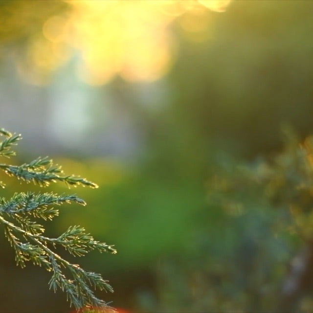 thuja tree branch in yellow sunlight