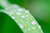 close up of green grass leaf with water droplets