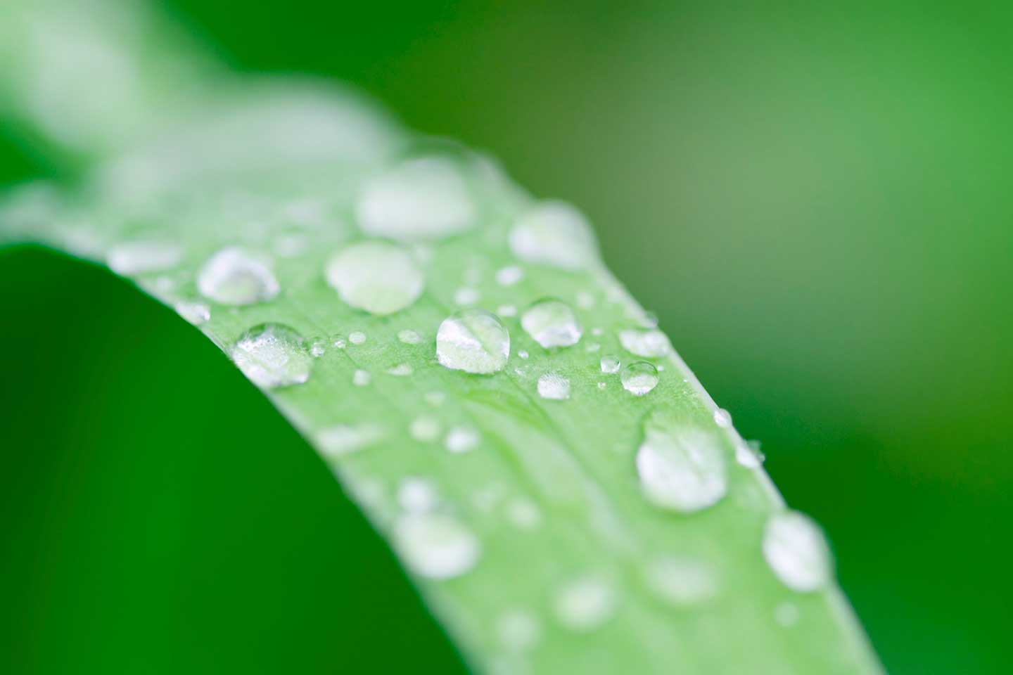 close up of green grass leaf with water droplets