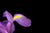 purple iris flower against black background