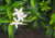 white jasmine flowers and green leaves