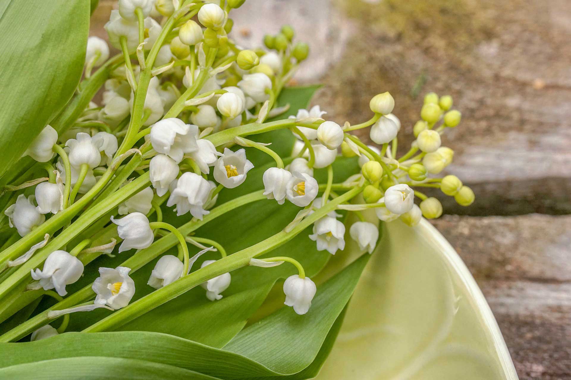 close up of white muguet lily of the valley blossoms on green leaf