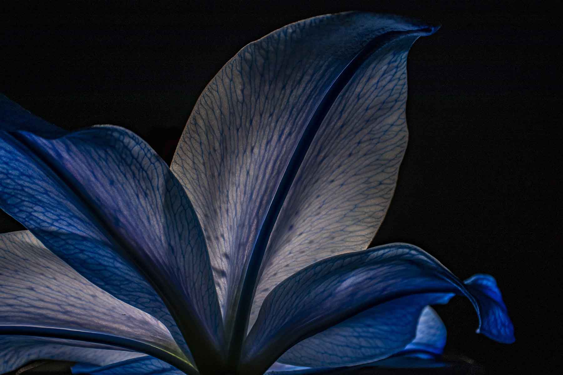 backlit flower petals in blacklight