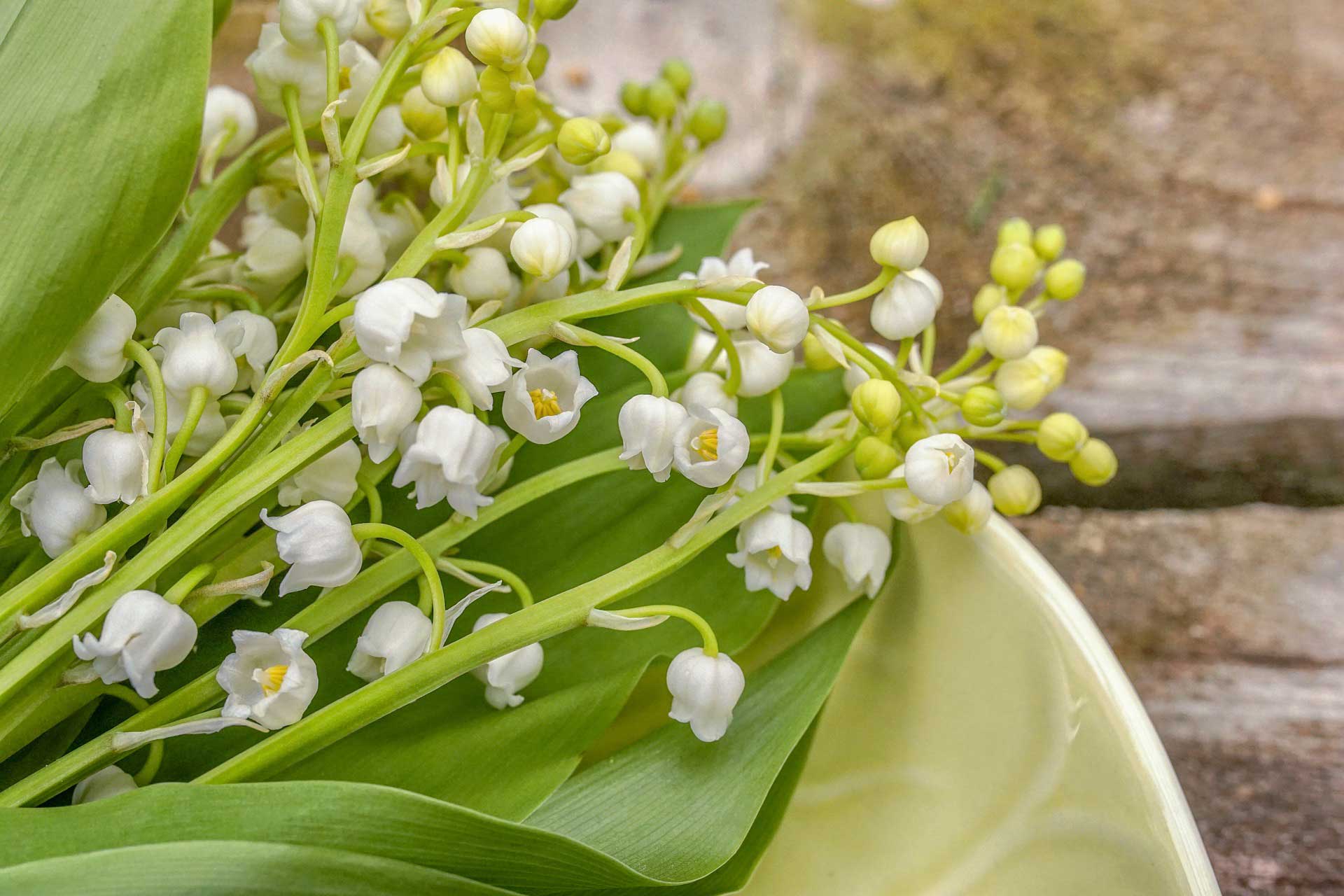 Ingredient Spotlight: Muguet