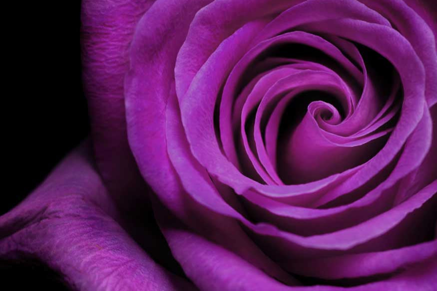 Ingredient Spotlight: Rose