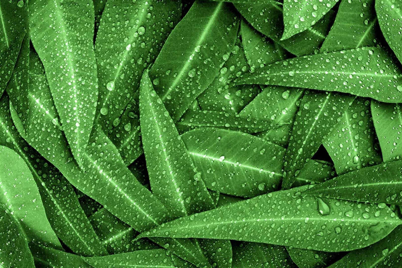 green bamboo leaves with water droplets