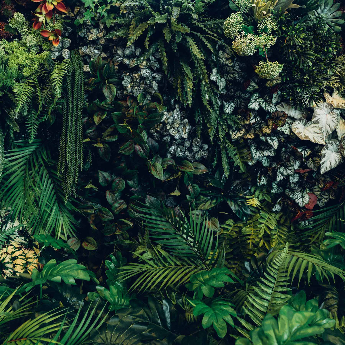 Dense tropical foliage with various green plants; https://cdn.shopify.com/videos/c/o/v/b85d279ed31b434fa1f7f1c742509f02.mp4