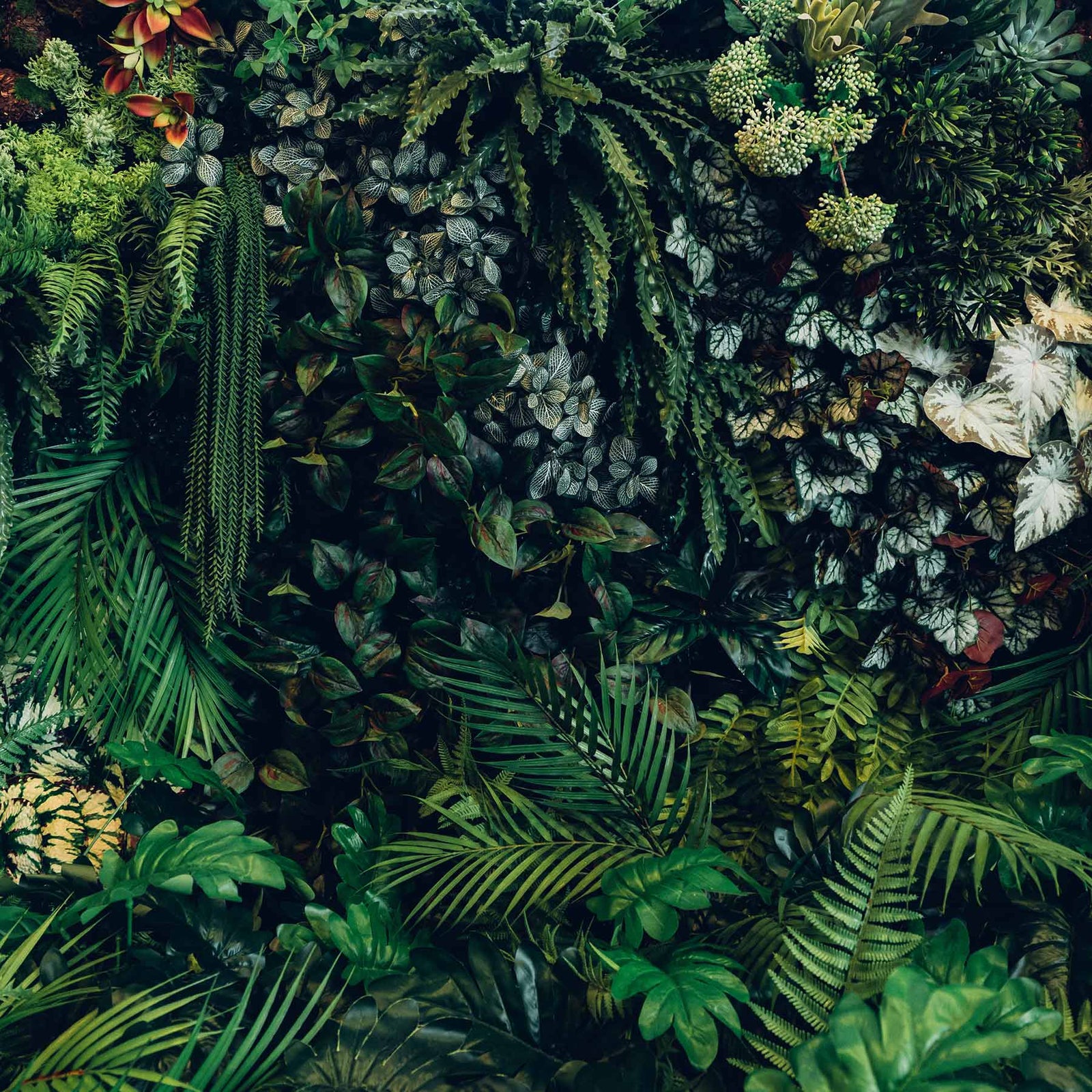 Dense tropical foliage with various green plants; https://cdn.shopify.com/videos/c/o/v/b85d279ed31b434fa1f7f1c742509f02.mp4