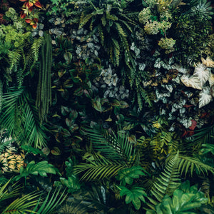Dense tropical foliage with various green plants; https://cdn.shopify.com/videos/c/o/v/b85d279ed31b434fa1f7f1c742509f02.mp4