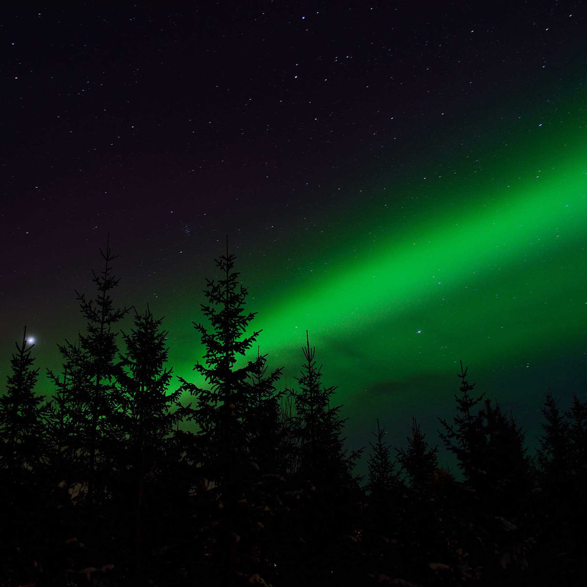 green northern lights over dark forest; https://cdn.shopify.com/videos/c/o/v/1eca0b1014cb4bafad3395f102d7058f.mp4