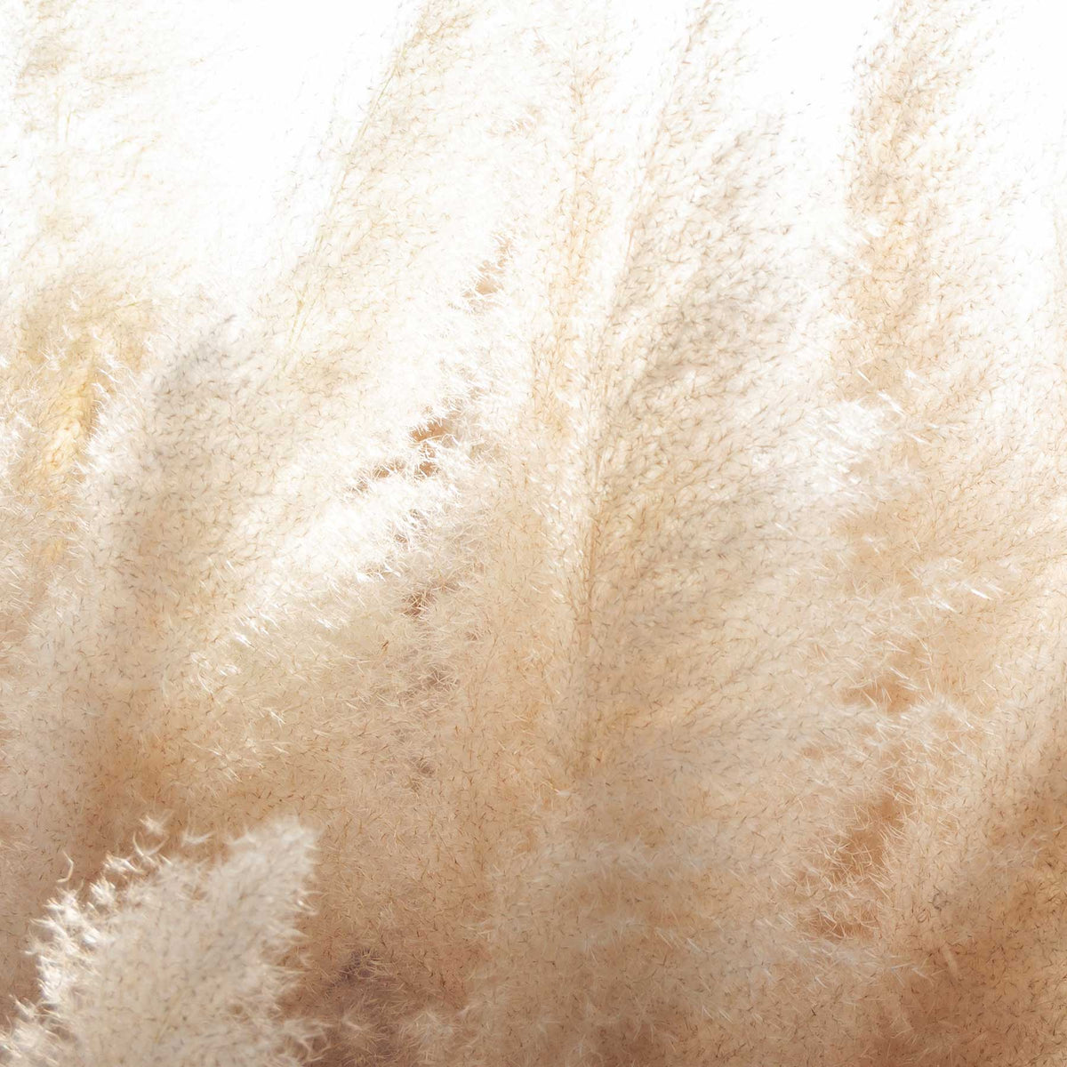 Abstract natural background of soft plants (Cortaderia selloana) moving in the wind. Bright and clear scene of plants similar to feather dusters; https://cdn.shopify.com/videos/c/o/v/1f8bd04b04f949c58b94b22097236383.mp4