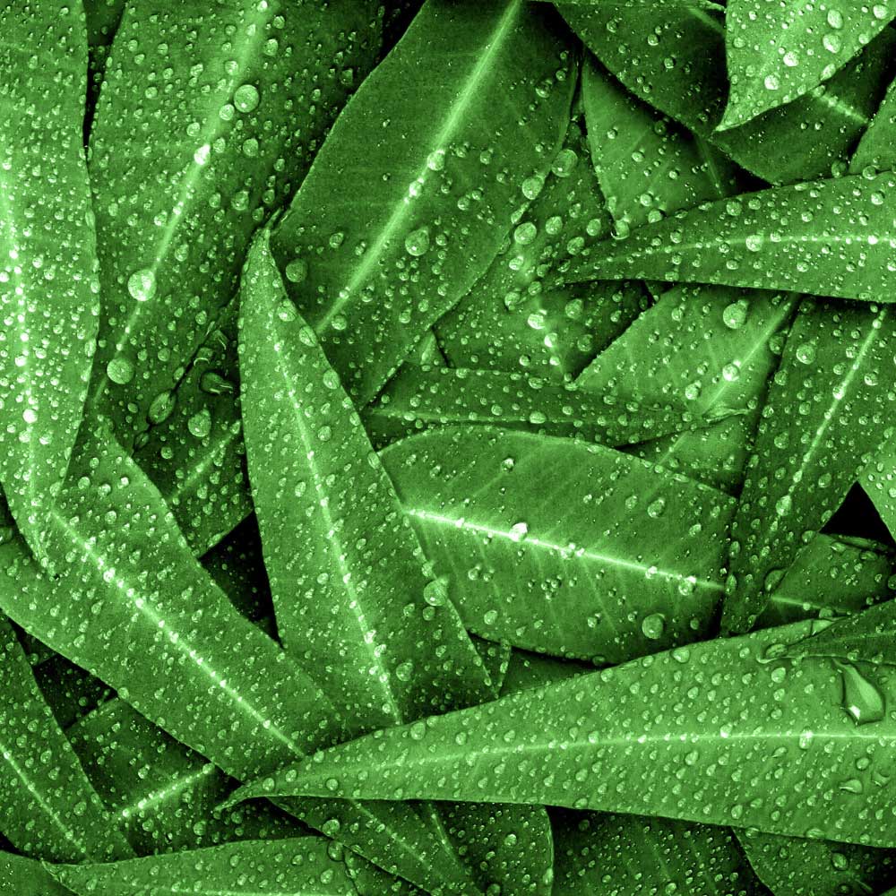 green bamboo leaves with water droplets