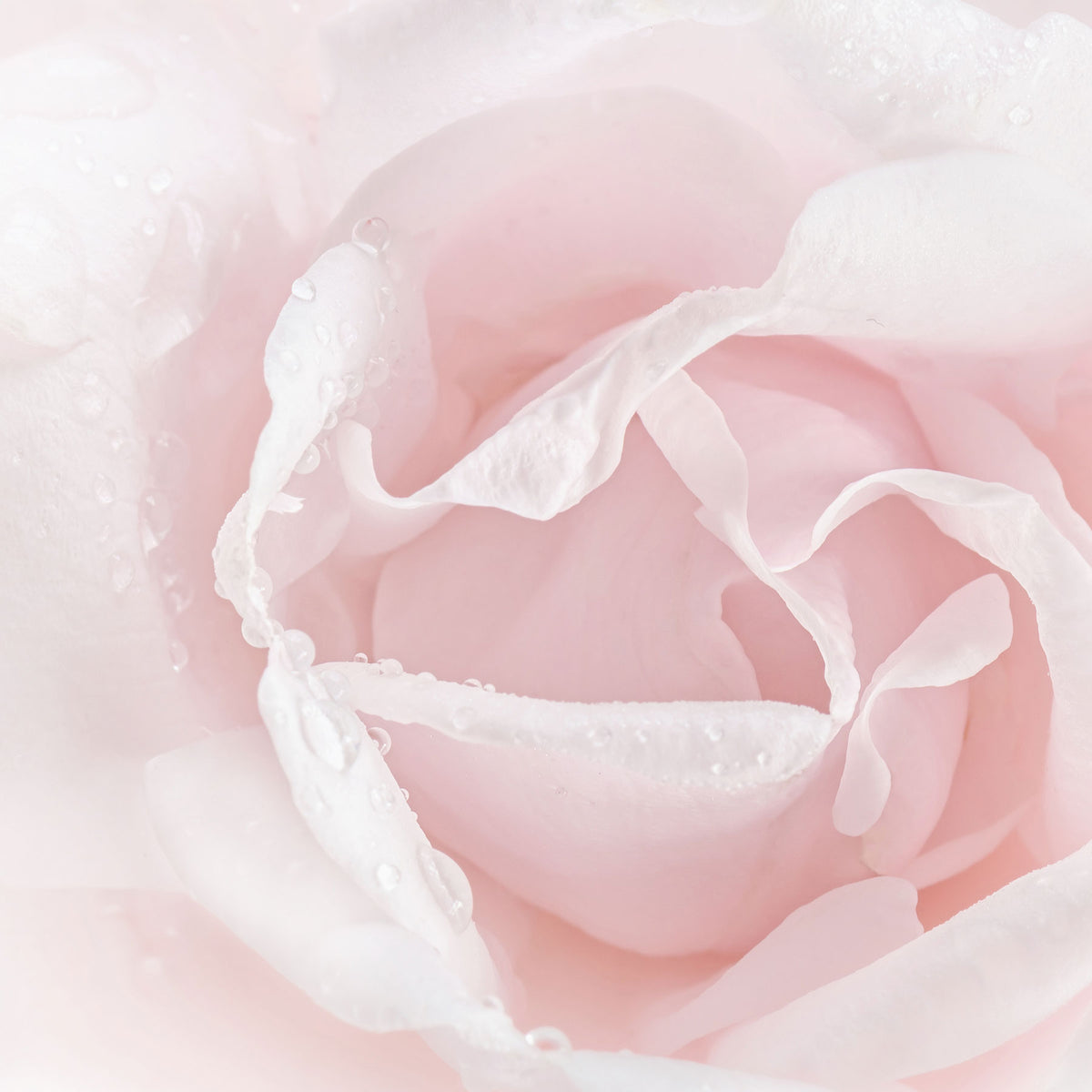 close up of rose flower with water droplets on petals; https://cdn.shopify.com/s/files/1/0457/0333/1991/files/Eau_de_Rose.mp4?v=1648133684