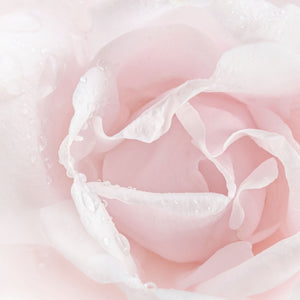 close up of rose flower with water droplets on petals; https://cdn.shopify.com/s/files/1/0457/0333/1991/files/Eau_de_Rose.mp4?v=1648133684