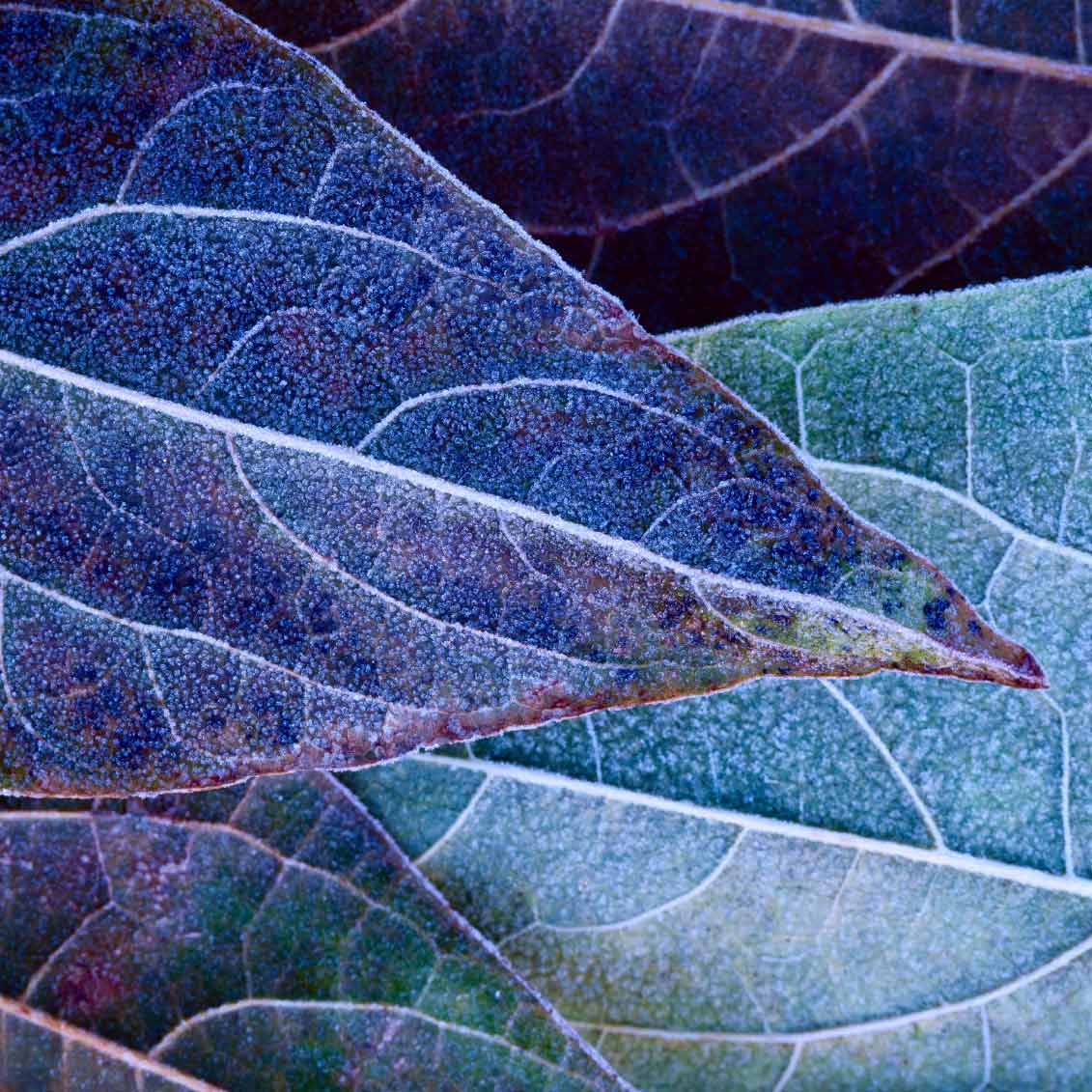 frost covered leaves; https://cdn.shopify.com/videos/c/o/v/01ae27b81b2b40c680a10fab047f39e2.mp4