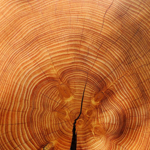 close up cross cut of red tree wood; https://cdn.shopify.com/s/files/1/0457/0333/1991/files/Redwood_Forest.mp4?v=1649190376