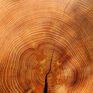 close up cross cut of red tree wood; https://cdn.shopify.com/s/files/1/0457/0333/1991/files/Redwood_Forest.mp4?v=1649190376