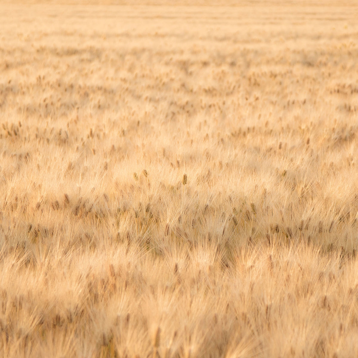 golden wheat field landscape; https://cdn.shopify.com/videos/c/o/v/589372e55a1d4a1d9f7ac071bd46adc0.mp4