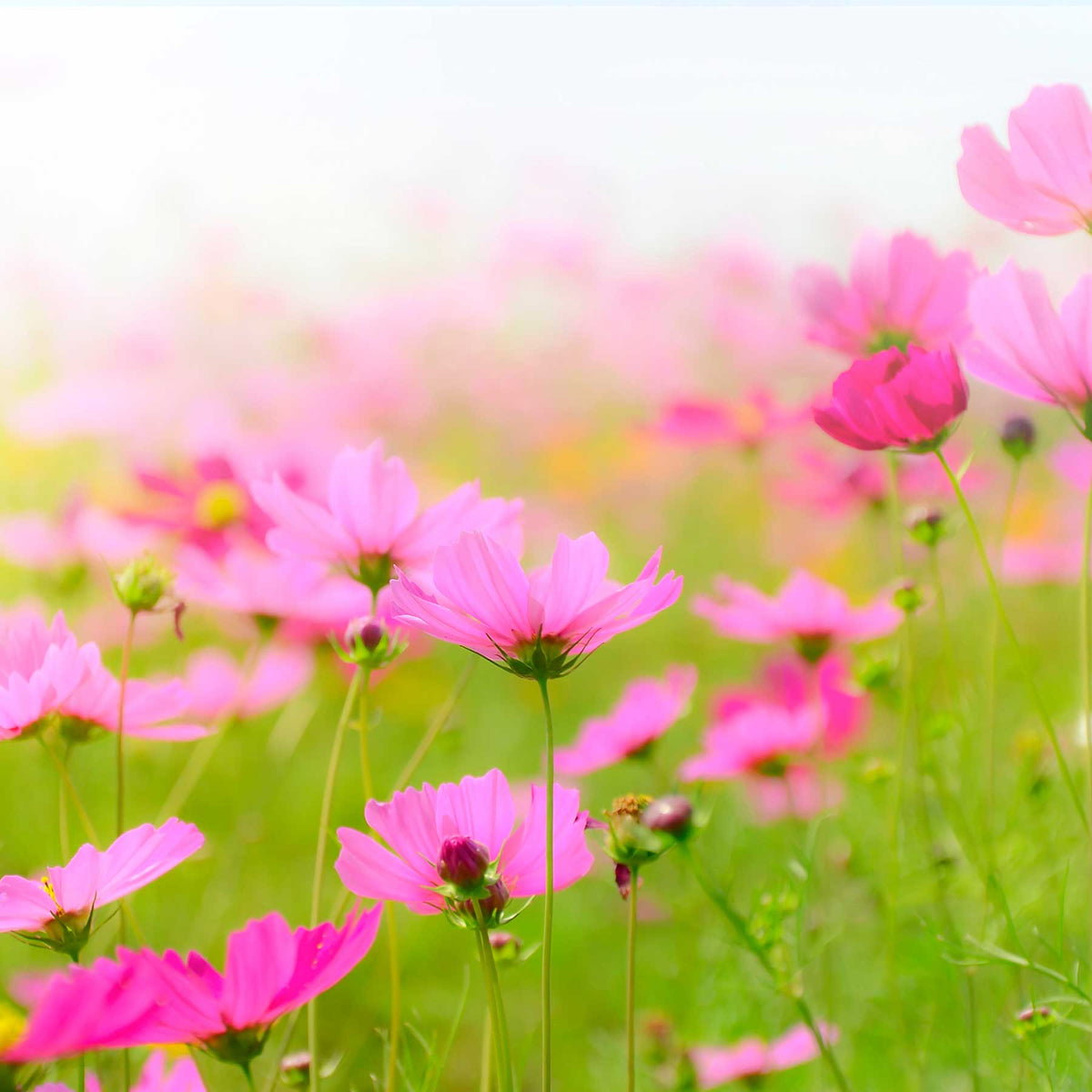 pink wildflowers in meadow; https://cdn.shopify.com/videos/c/o/v/f0d8cb62660e41b381f1ffee4c5bcf9e.mp4
