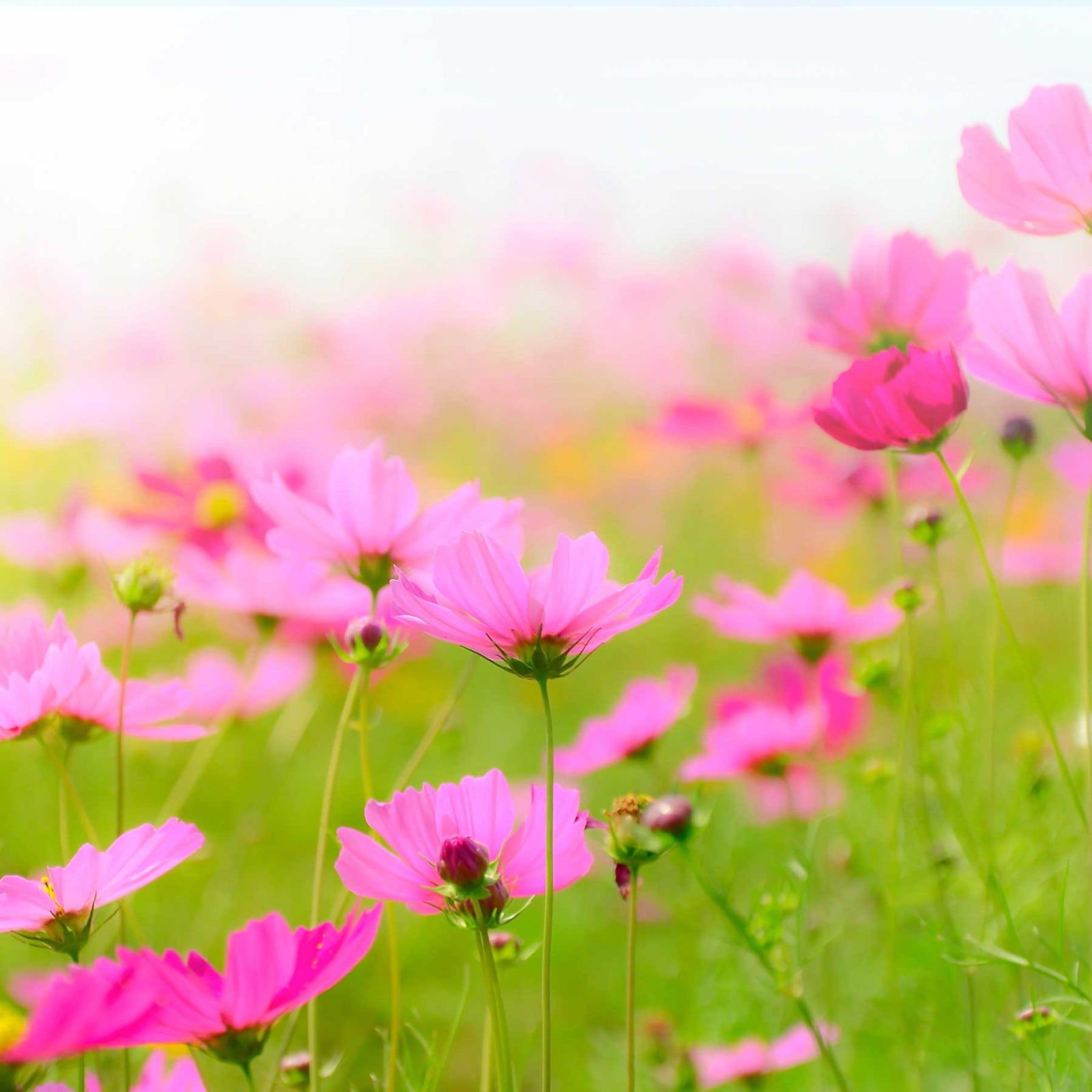 pink wildflowers in meadow; https://cdn.shopify.com/videos/c/o/v/f0d8cb62660e41b381f1ffee4c5bcf9e.mp4