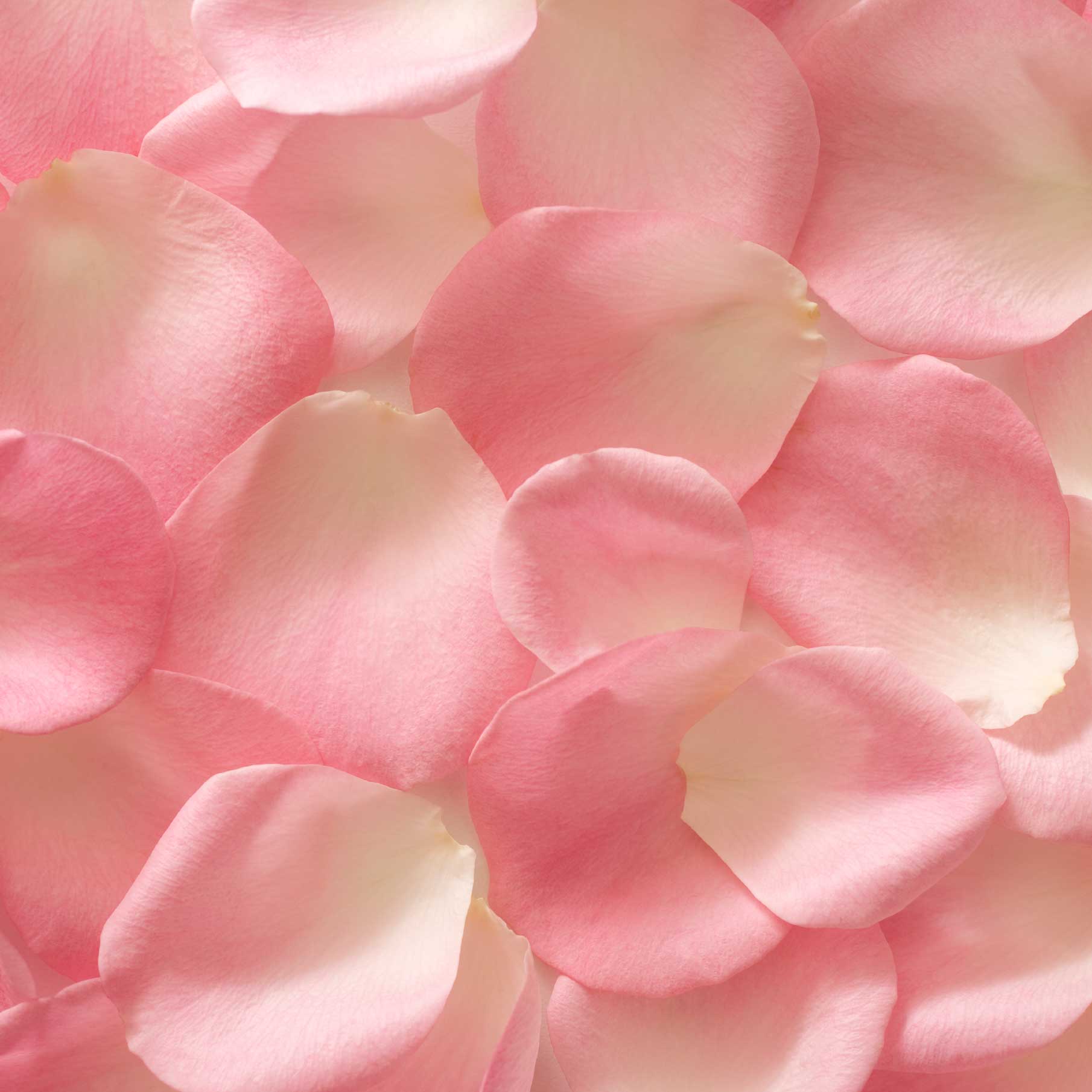 pink and white rose petals