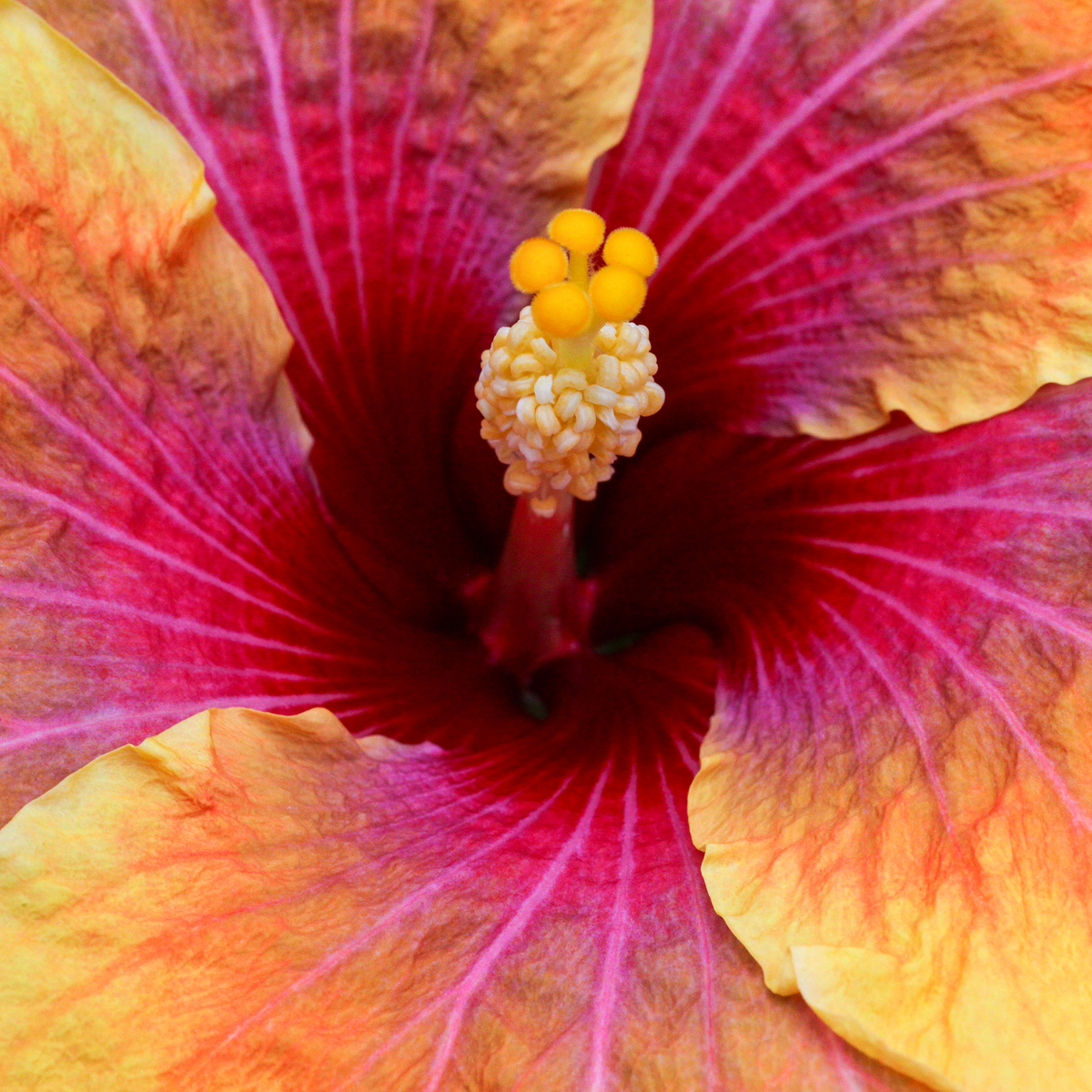 close up of pink and yellow hibiscus flower; https://cdn.shopify.com/videos/c/o/v/7a3d93c1050945cf88af988893eed8d1.mp4