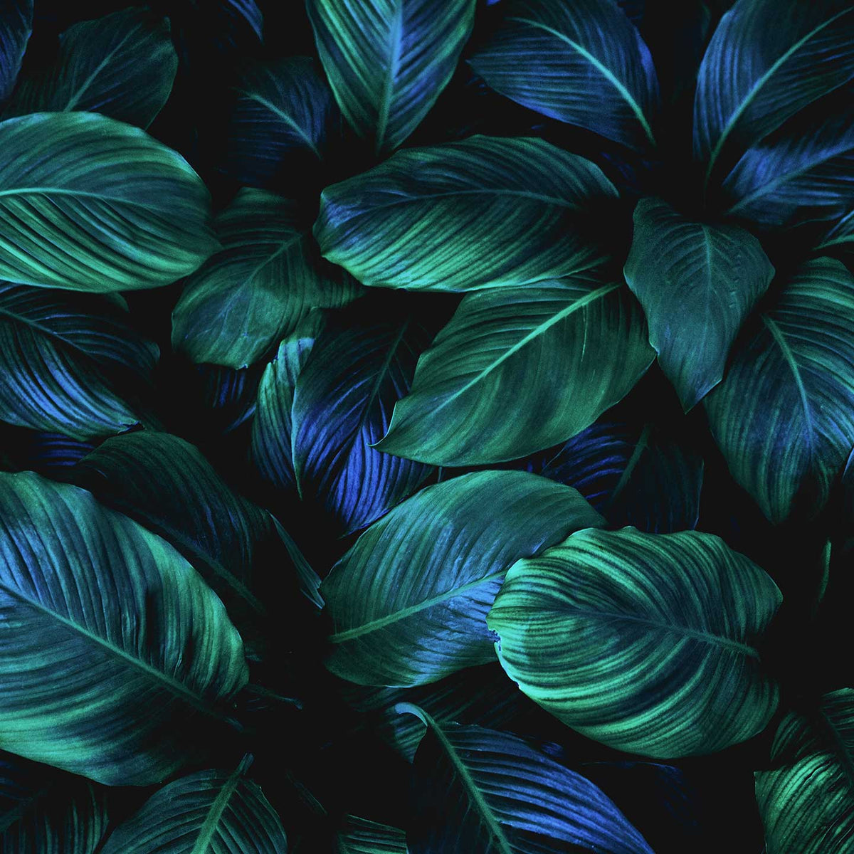 green and blue palm leaves; https://cdn.shopify.com/s/files/1/0457/0333/1991/files/English_Ivy.mp4?v=1647018875
