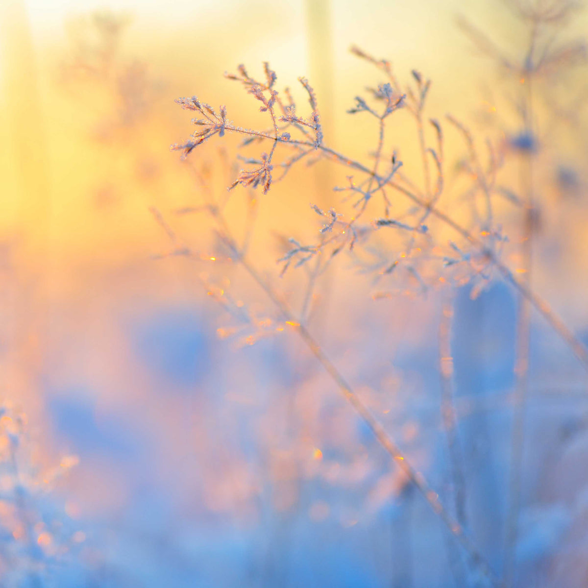 pink and blue reflection on frost covered grass; https://cdn.shopify.com/videos/c/o/v/0a3fb8de09b942448876aa167e8058f5.mp4