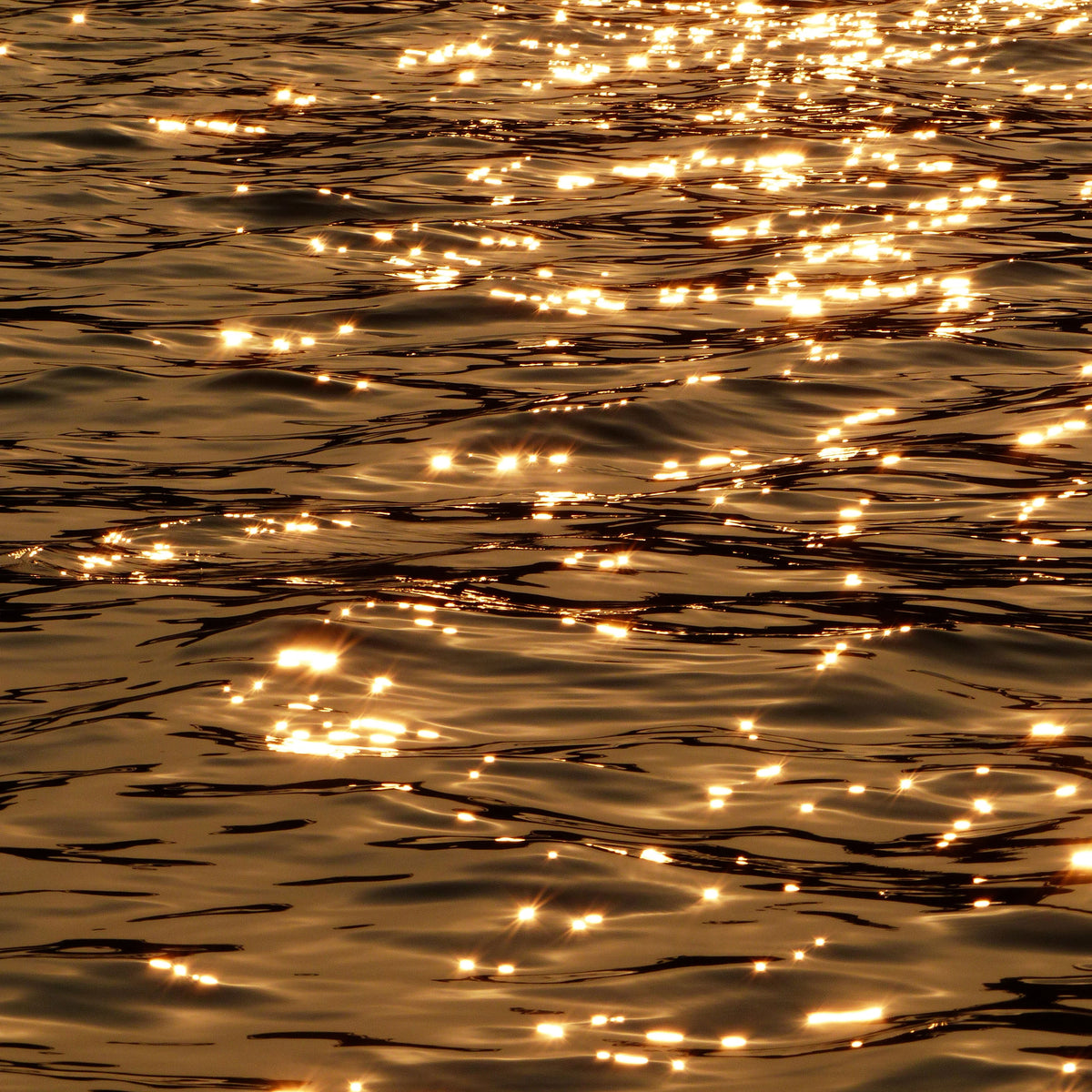 golden sunlight reflected on water surface; https://cdn.shopify.com/s/files/1/0457/0333/1991/files/AdobeStock_100185487.mov?v=1644850147