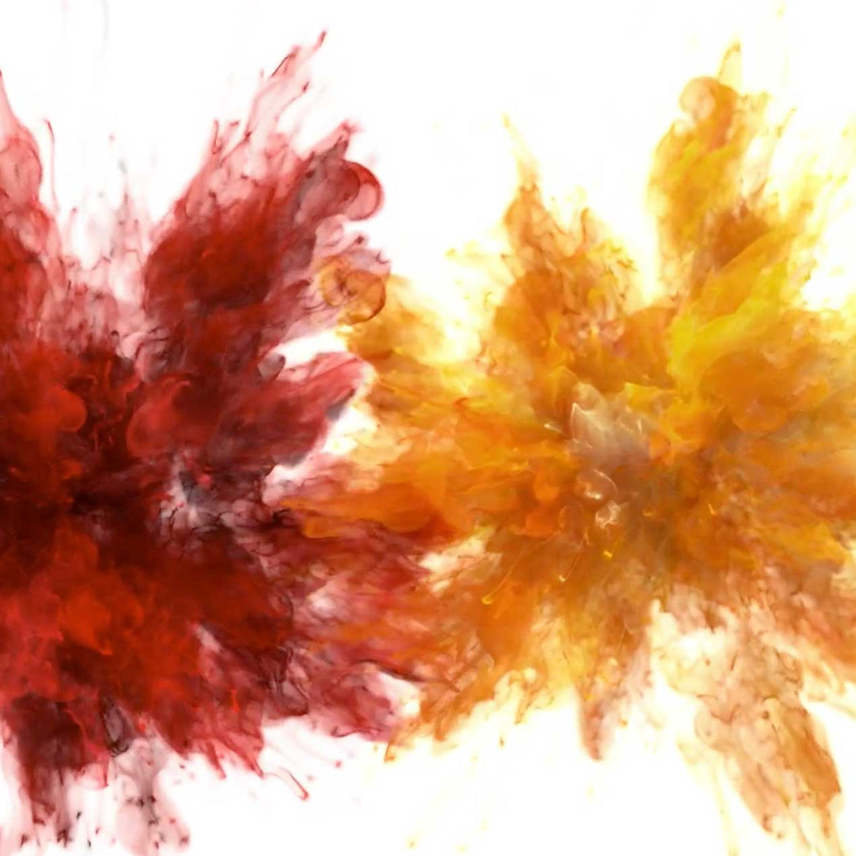 red and orange powder burst on white background; https://cdn.shopify.com/s/files/1/0457/0333/1991/files/Saffron_Cardamom.mp4?v=1648569134