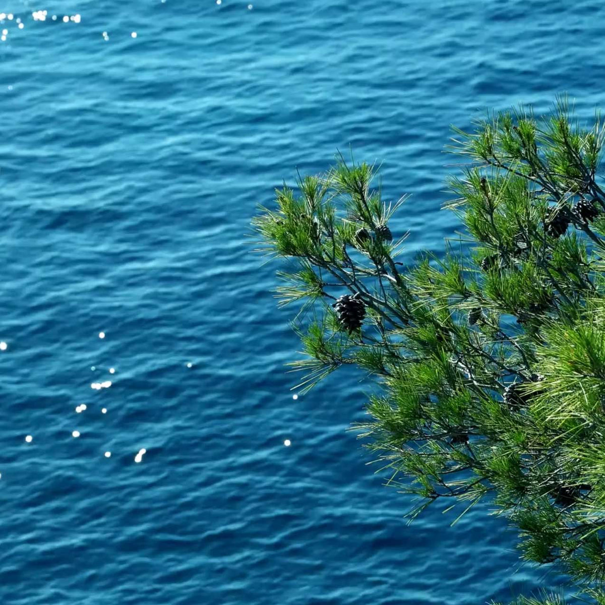 green pine branches against turquoise blue ocean water in bright sun;https://cdn.shopify.com/s/files/1/0457/0333/1991/files/PAULOWNIA_WOOD_f4bfbaa9-9c91-4487-86dd-8d9c62f62e5b.mp4?v=1649260534