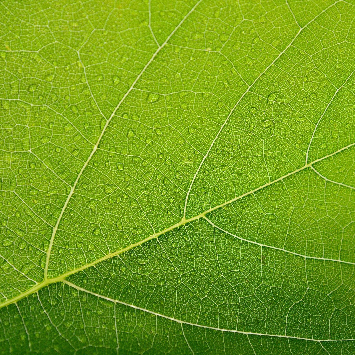 backlit close up of bright green leaf veins and stem; https://cdn.shopify.com/videos/c/o/v/011a1c1c7497442fbba57dbeed116ff4.mp4