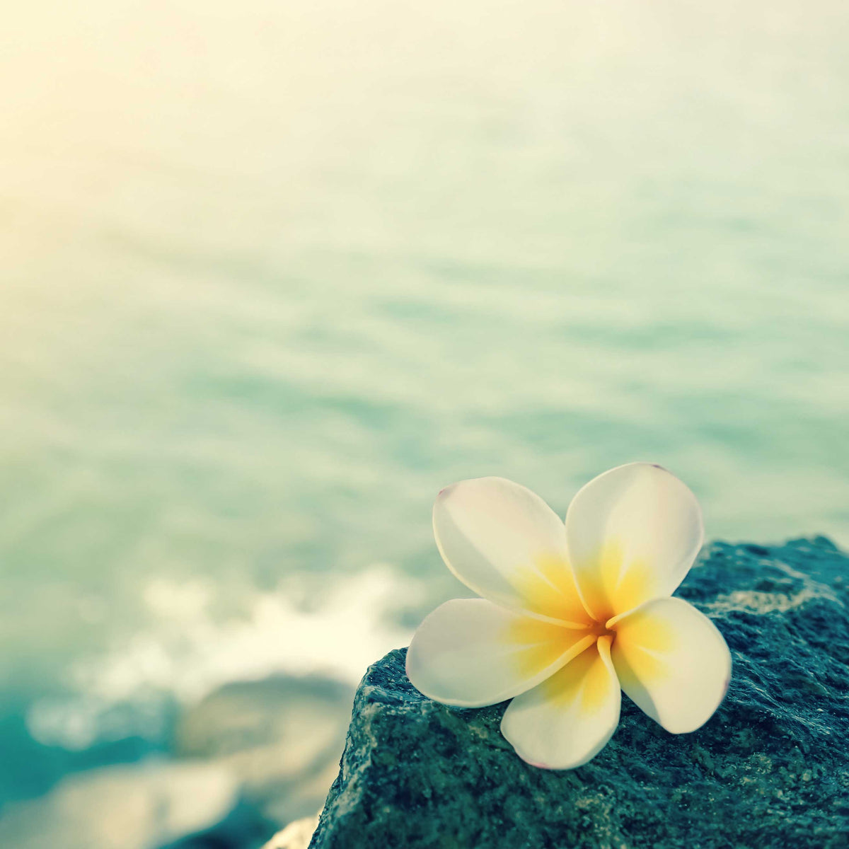 plumeria flower on beach rock with ocean background; https://cdn.shopify.com/s/files/1/0457/0333/1991/files/Banana_Flower.mp4?v=1644852339