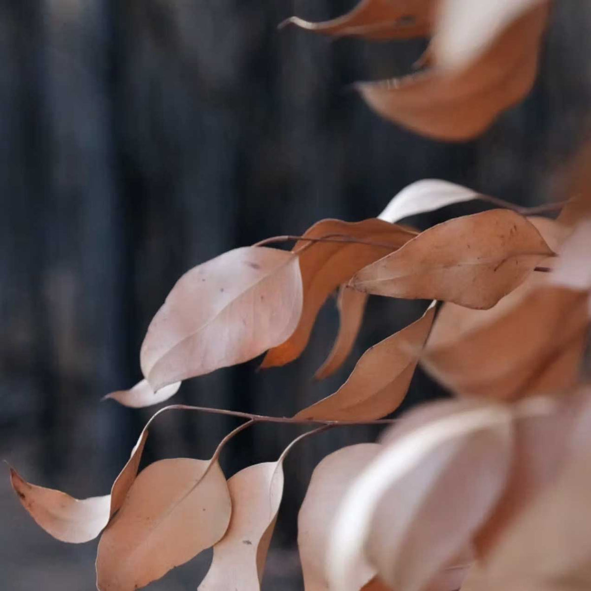 golden brown dry leaves on dark background; https://cdn.shopify.com/s/files/1/0457/0333/1991/files/Ginger_Wood.mp4?v=1649184543