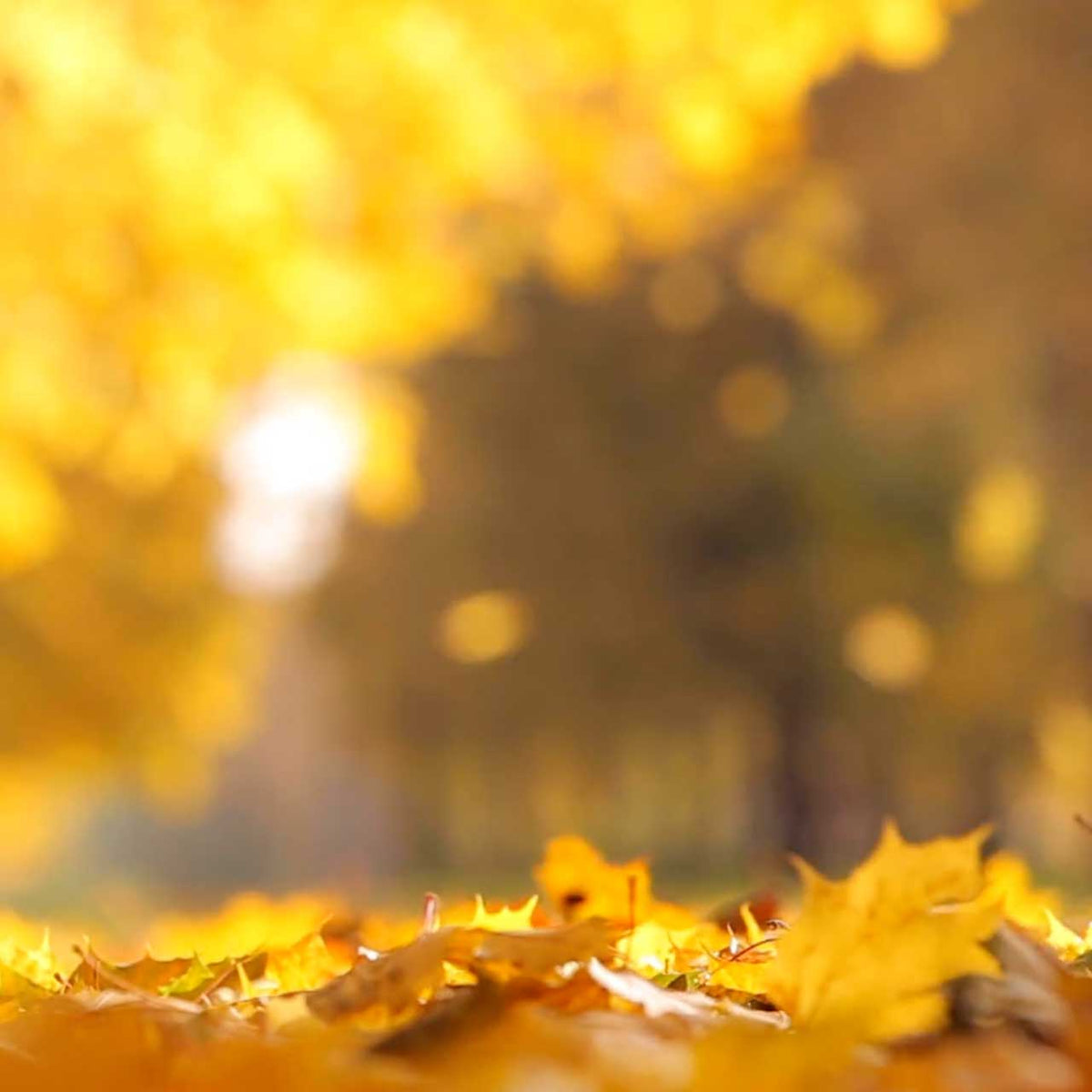 yellow autumn leaves in bright sun; https://cdn.shopify.com/s/files/1/0457/0333/1991/files/Golden_Oak.mp4?v=1644849166