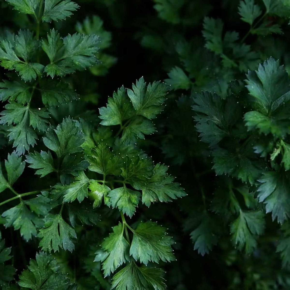dark green herb leaves in dim light; https://cdn.shopify.com/s/files/1/0457/0333/1991/files/Herb_Garden.mp4?v=1648490924