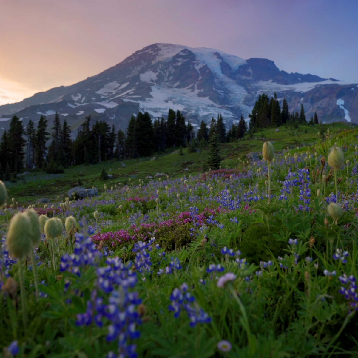 mountain meadow with purple and blue flowers at sunset; https://cdn.shopify.com/s/files/1/0457/0333/1991/files/Blackberry_Sage.mp4?v=1646343546