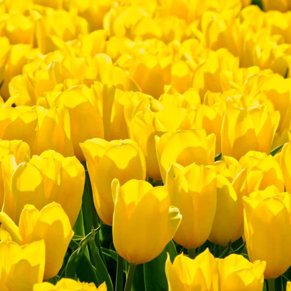 close up of yellow tulips in bright sunlight; https://cdn.shopify.com/s/files/1/0457/0333/1991/files/MANGO_BLOSSOM.mp4?v=1649257388