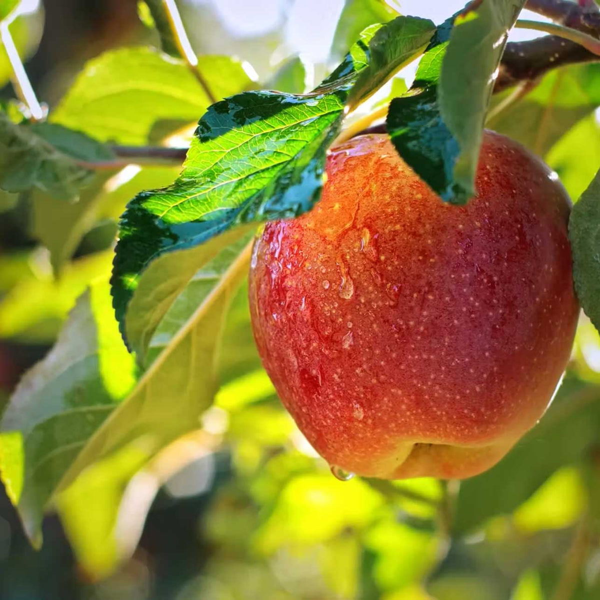 wet apple in tree with bright sunlight; https://cdn.shopify.com/s/files/1/0457/0333/1991/files/Summer_Apple.mp4?v=1644871894